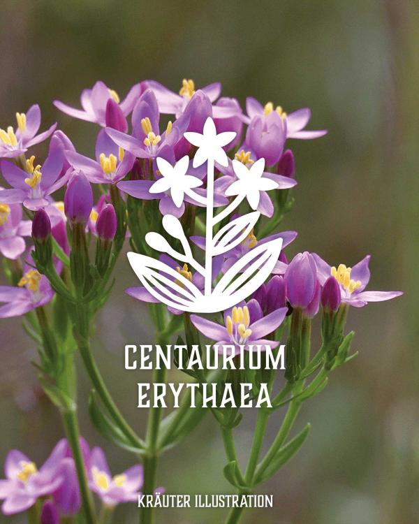 Tausendgüldenkraut - Centaurium erythaea